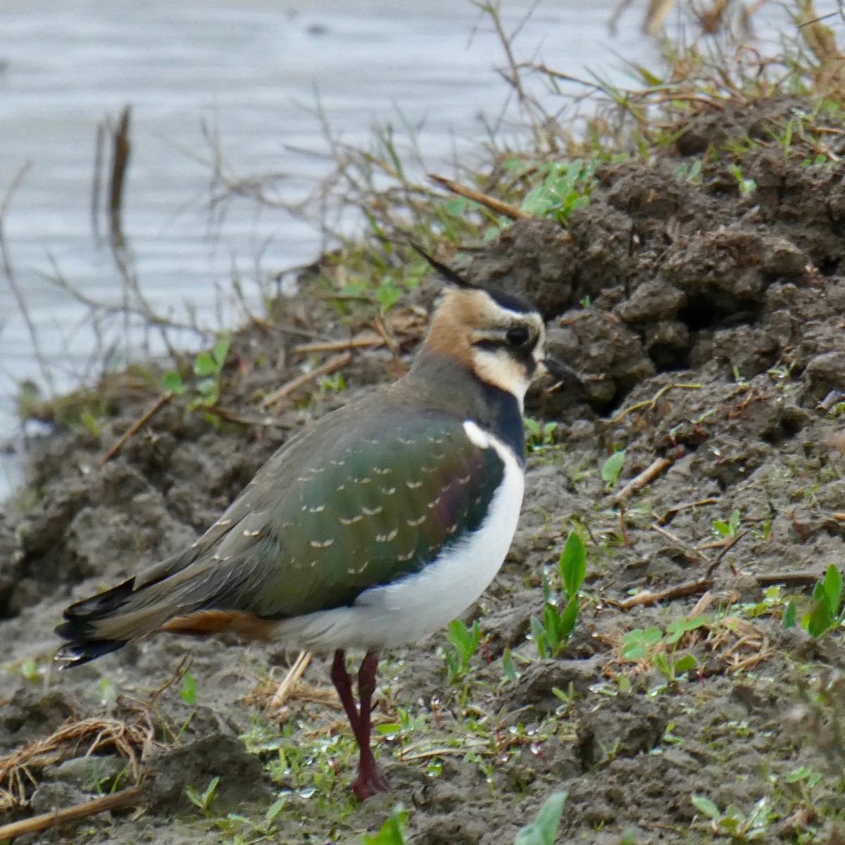 Northern Lapwing - Don Hall