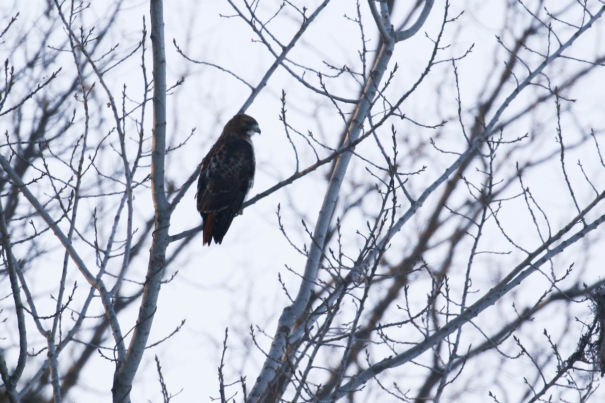 Red-tailed Hawk (borealis) - ML196504151