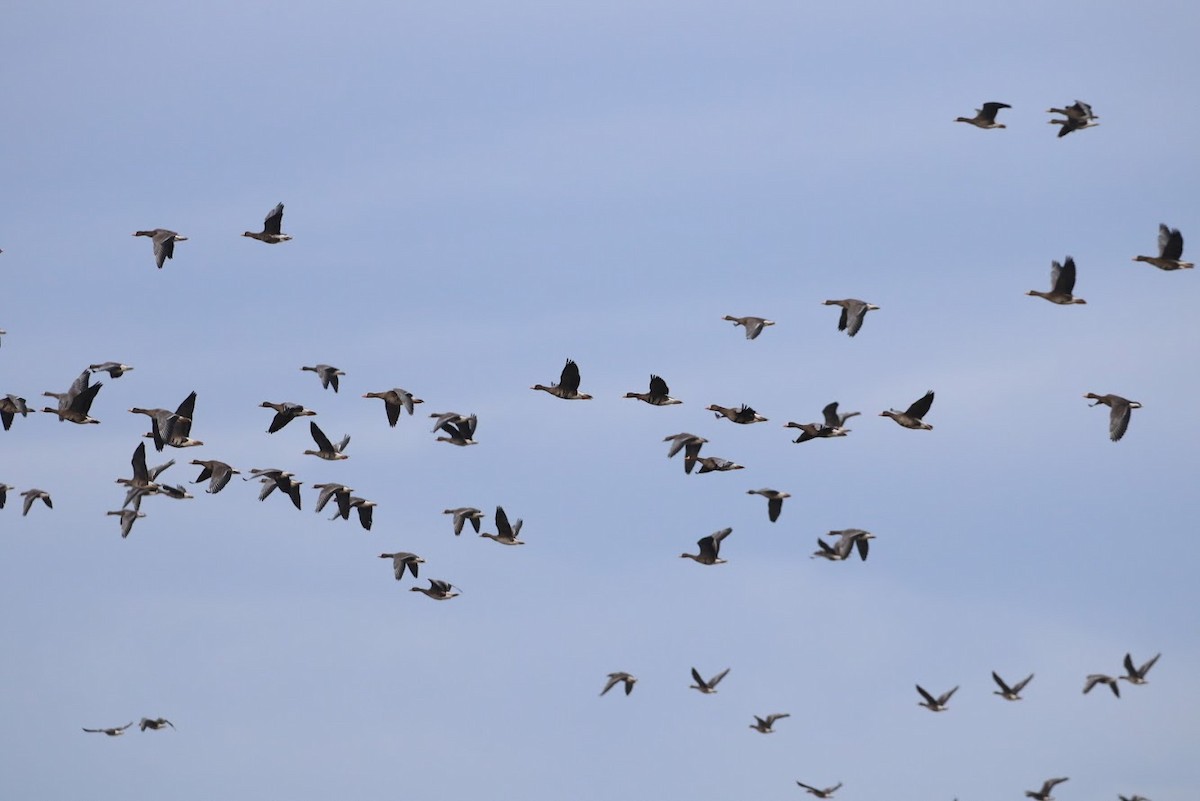 Greater White-fronted Goose - ML196504501