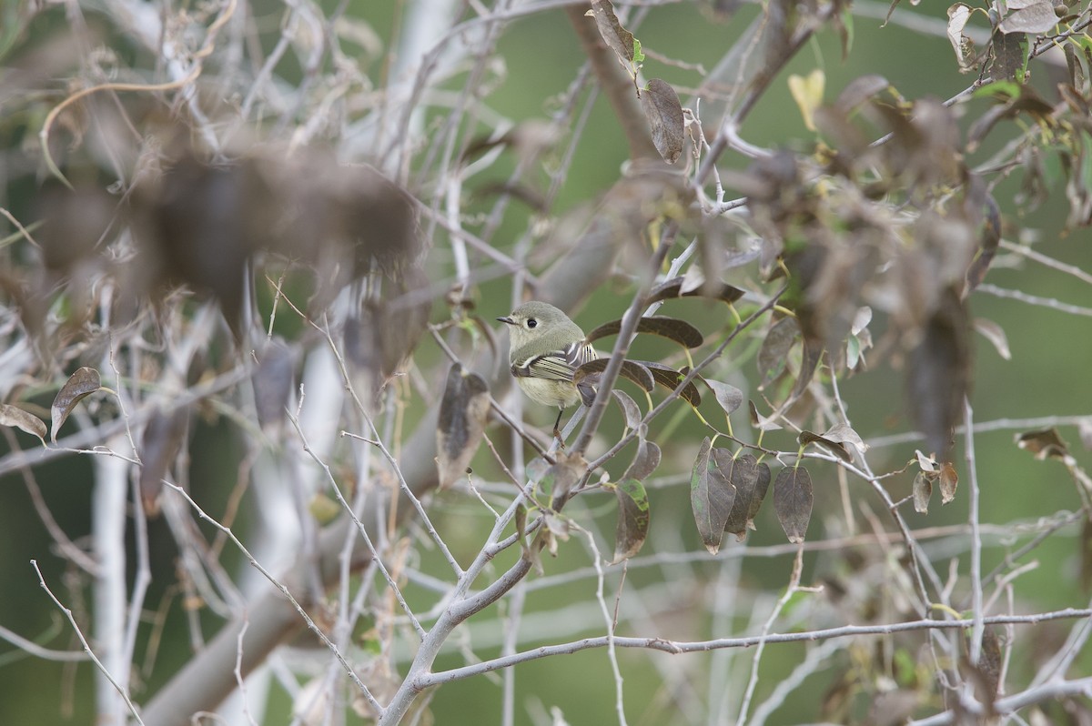 Ruby-crowned Kinglet - Hal Mitchell