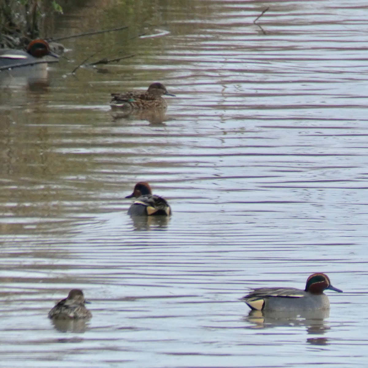 Green-winged Teal - Don Hall