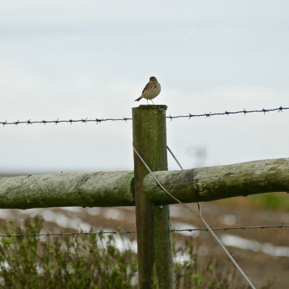 Meadow Pipit - Don Hall