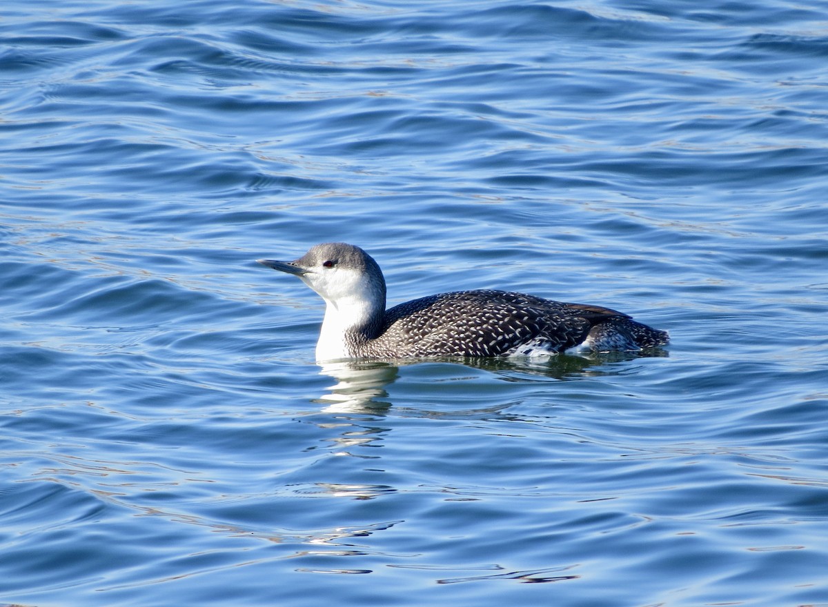 Red-throated Loon - ML196515741
