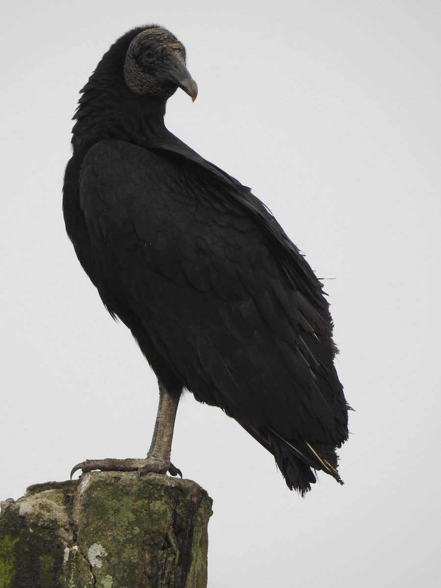 Black Vulture - ML196517131