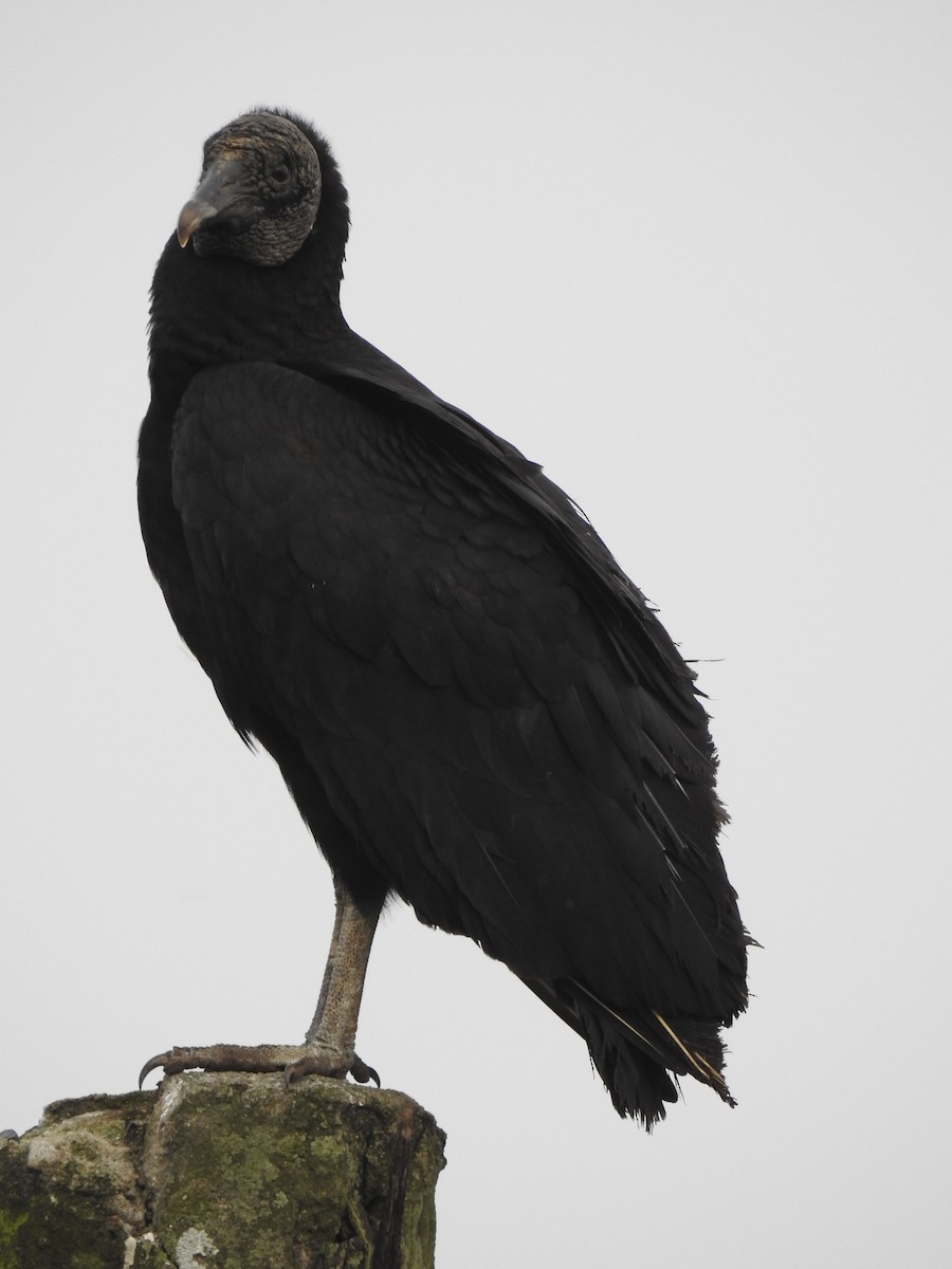 Black Vulture - ML196517151