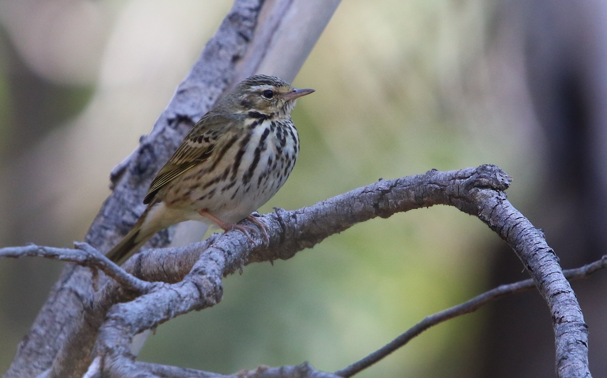 Olive-backed Pipit - ML196525771