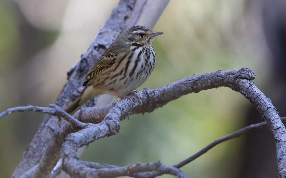 Olive-backed Pipit - ML196526601