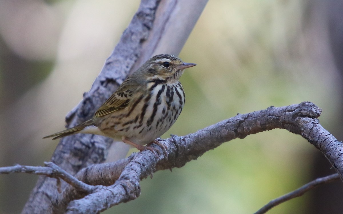 Olive-backed Pipit - ML196529511