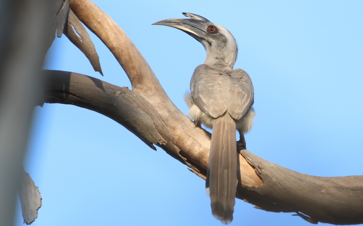 Indian Gray Hornbill - ML196530331