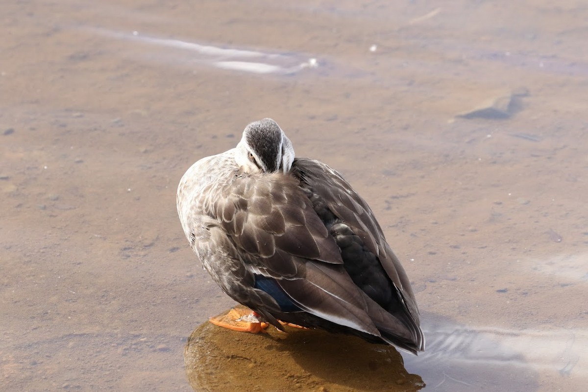 Eastern Spot-billed Duck - Atsushi Shimazaki