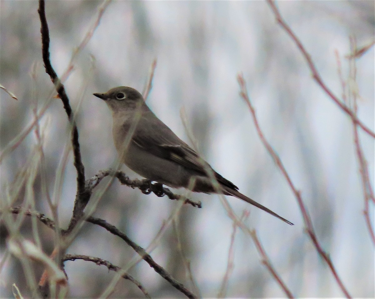 Townsend's Solitaire - ML196534881