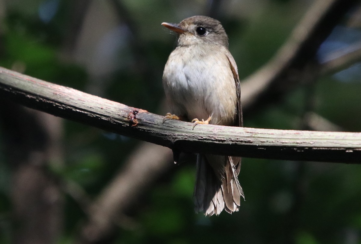Brown-breasted Flycatcher - ML196537641