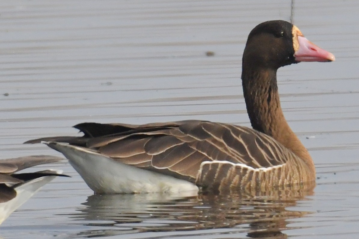Greater White-fronted Goose (Tule) - ML196545141