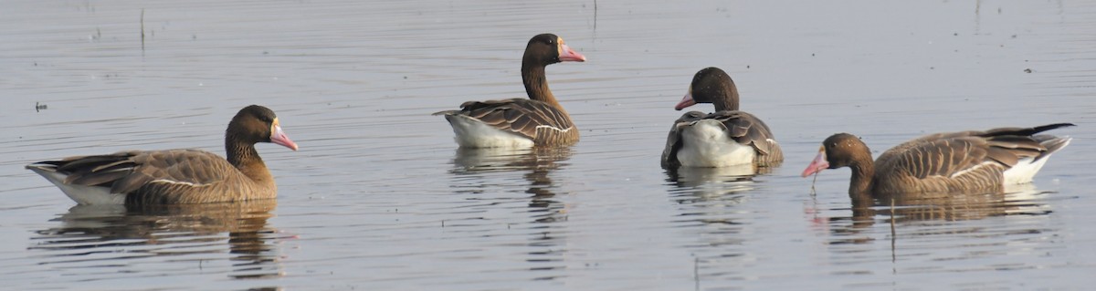 Greater White-fronted Goose (Tule) - ML196545221