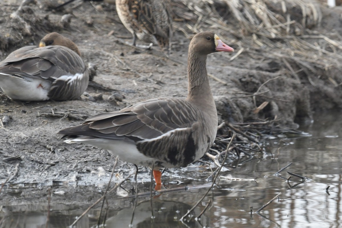 Greater White-fronted Goose - ML196545341