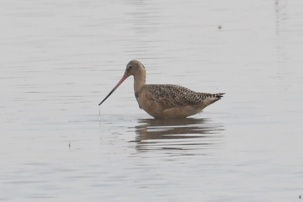 Marbled Godwit - Bart Wickel