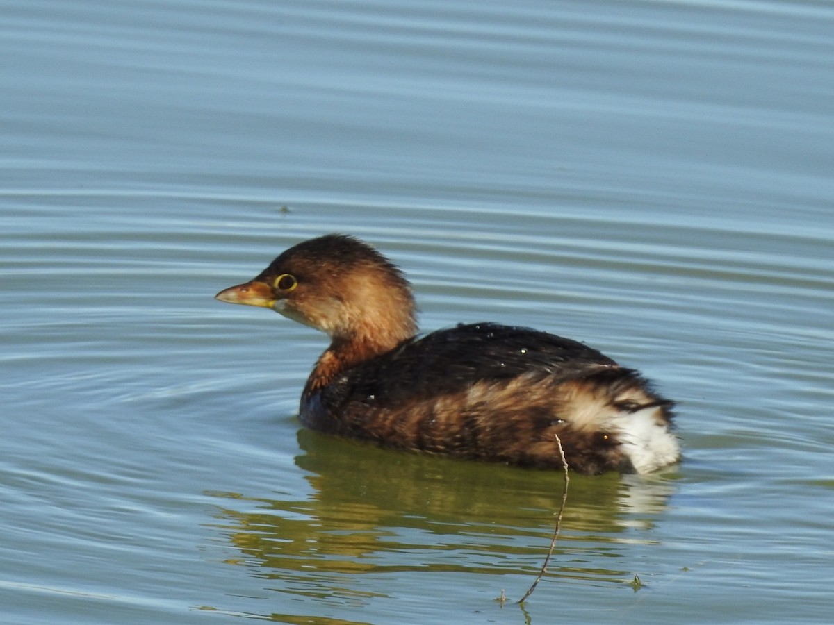 Pied-billed Grebe - Kelly Wright