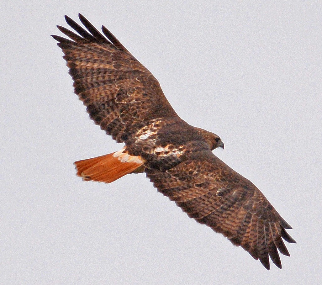 Red-tailed Hawk - ML196550971