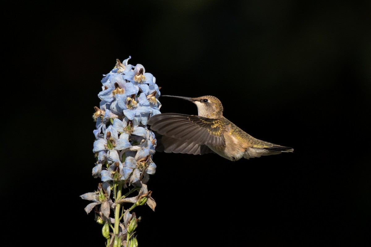 Black-chinned Hummingbird - Pauliina Saarinen