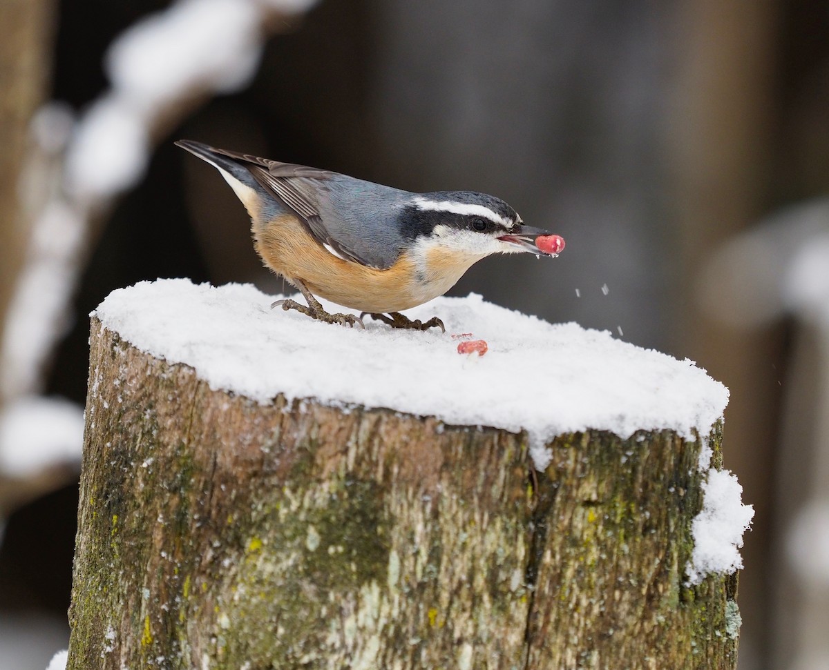 Red-breasted Nuthatch - ML196554281