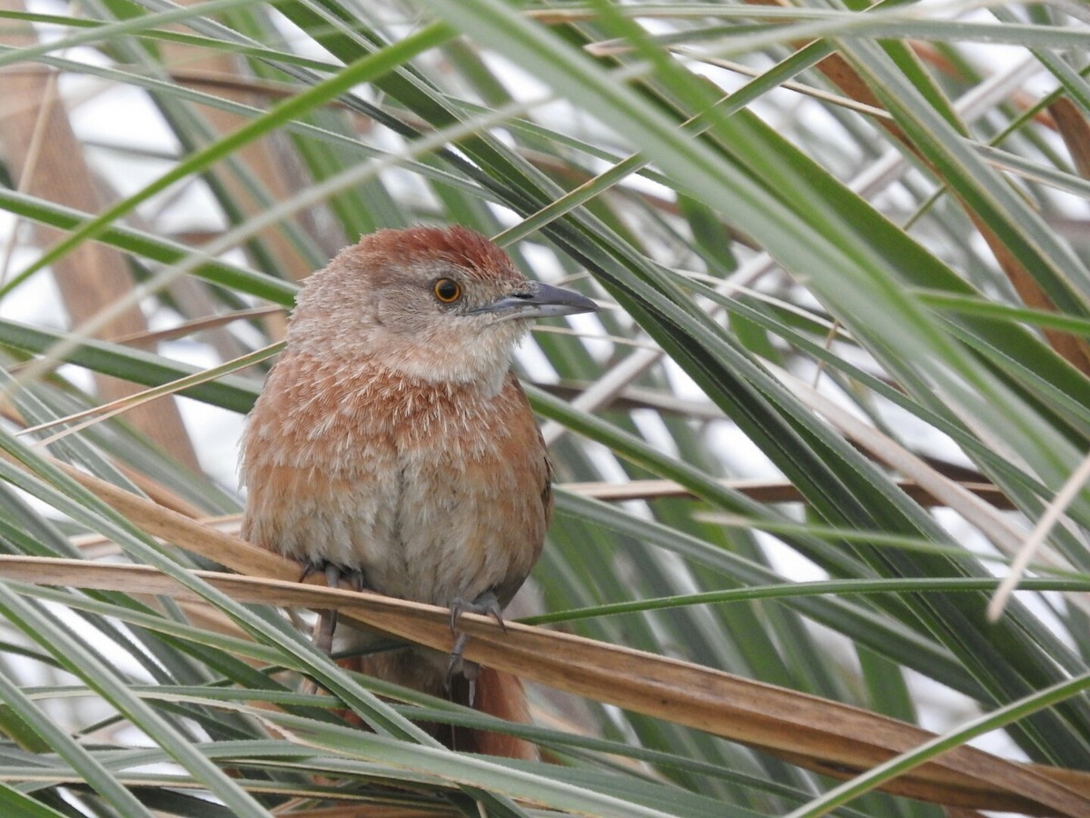 Freckle-breasted Thornbird - Enrique Chiurla