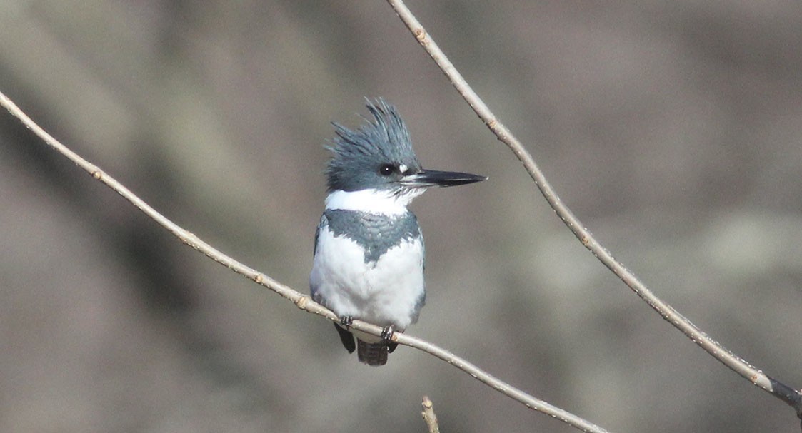 Belted Kingfisher - ML196569681