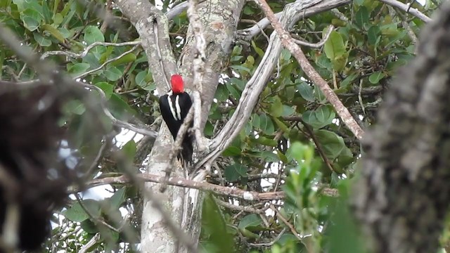 Crimson-crested Woodpecker - ML196569781