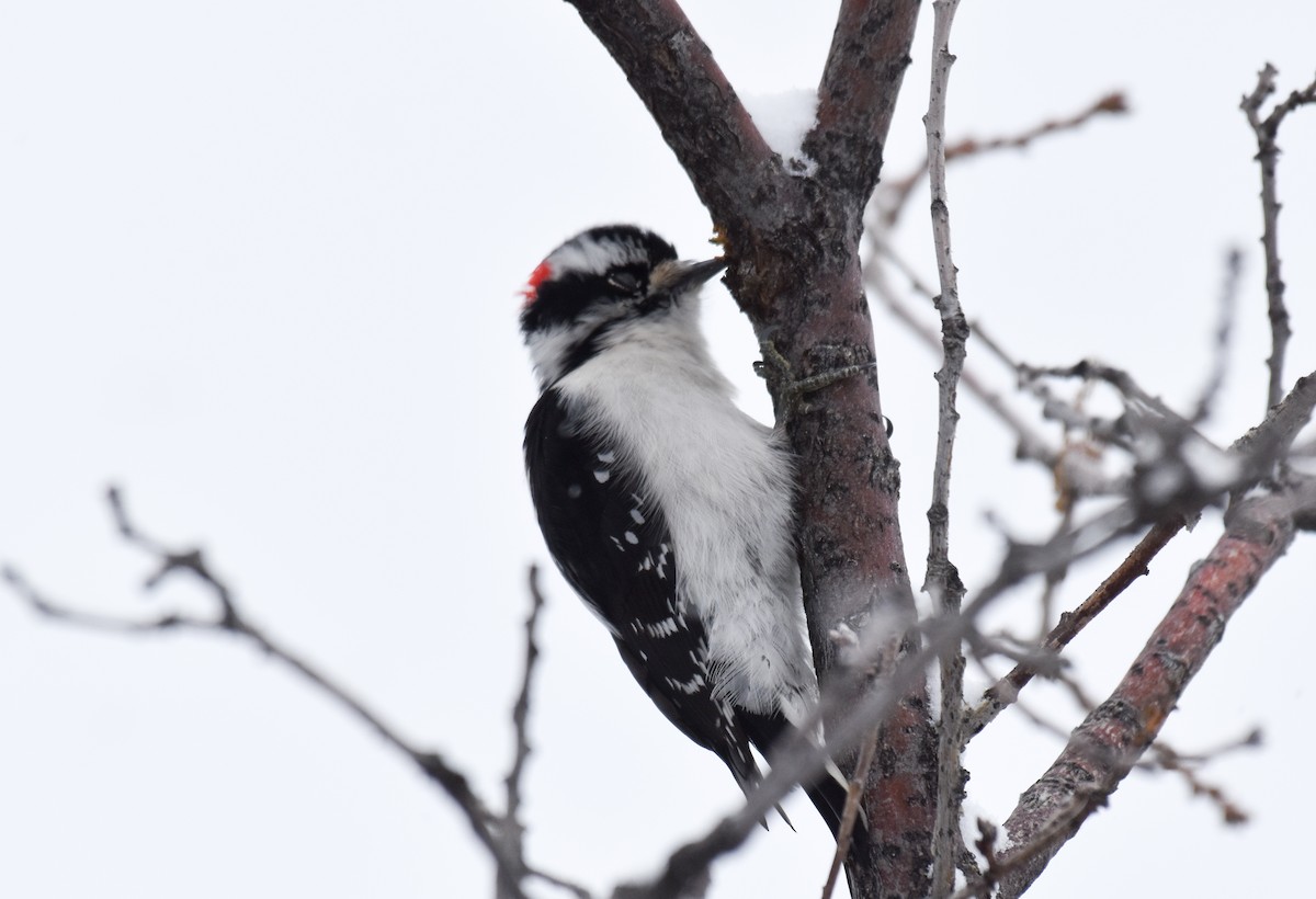 Downy Woodpecker (Rocky Mts.) - ML196570571