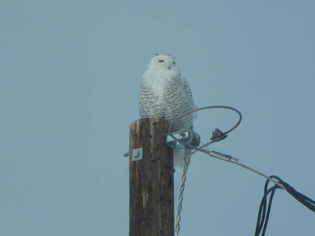 Snowy Owl - ML196576871