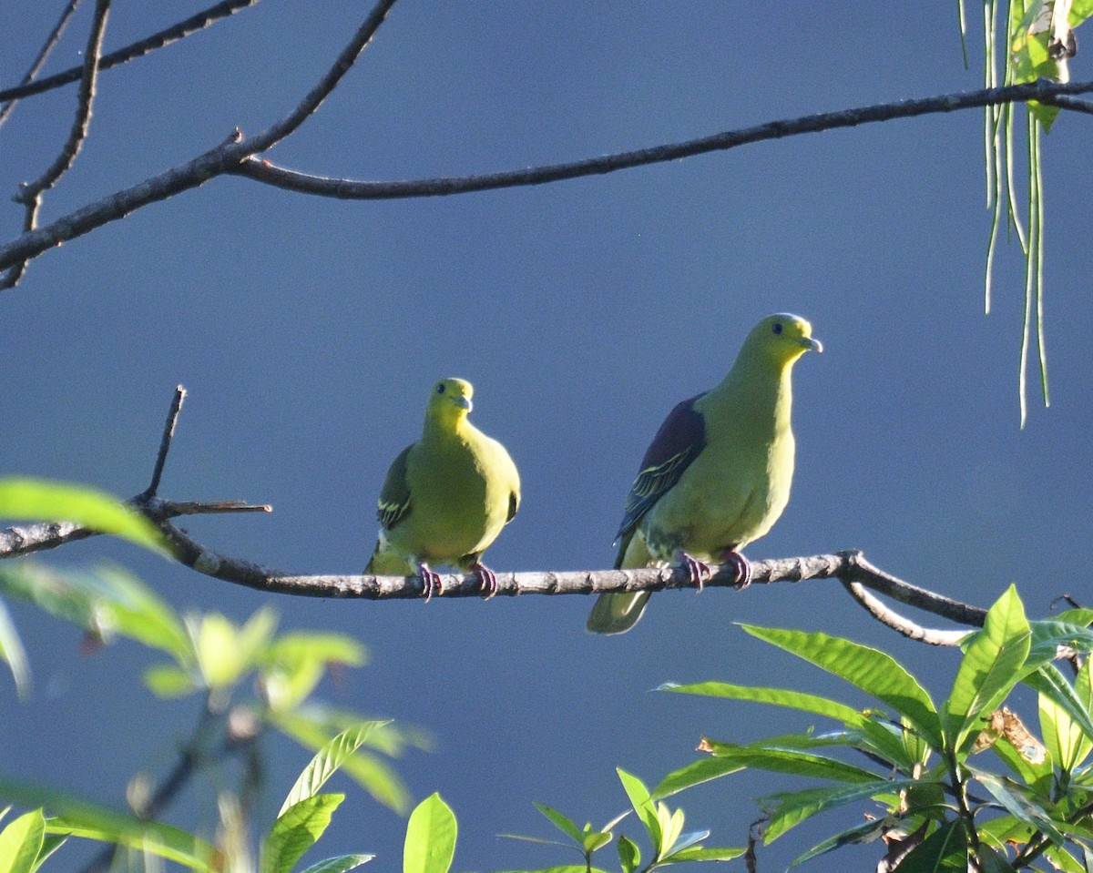 Sri Lanka Green-Pigeon - ML196576921