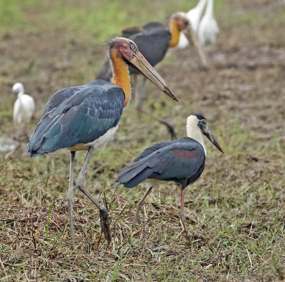 Asian Woolly-necked Stork - Dave Bakewell