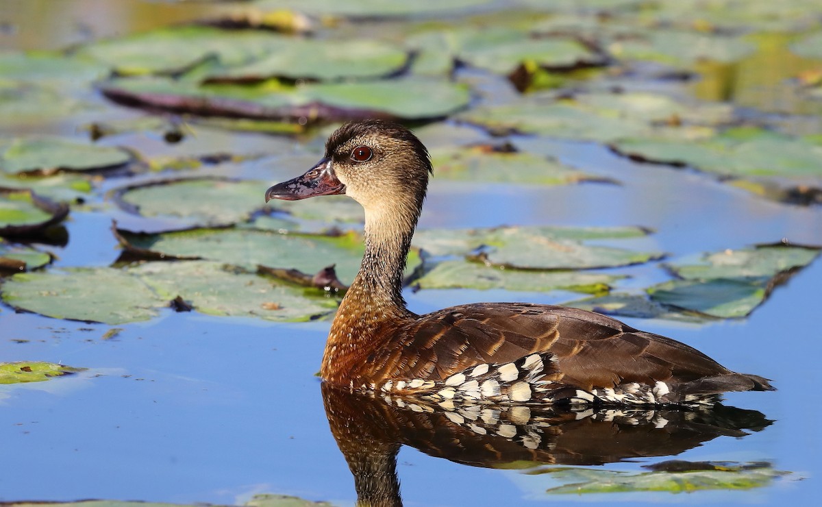 Spotted Whistling-Duck - ML196586271