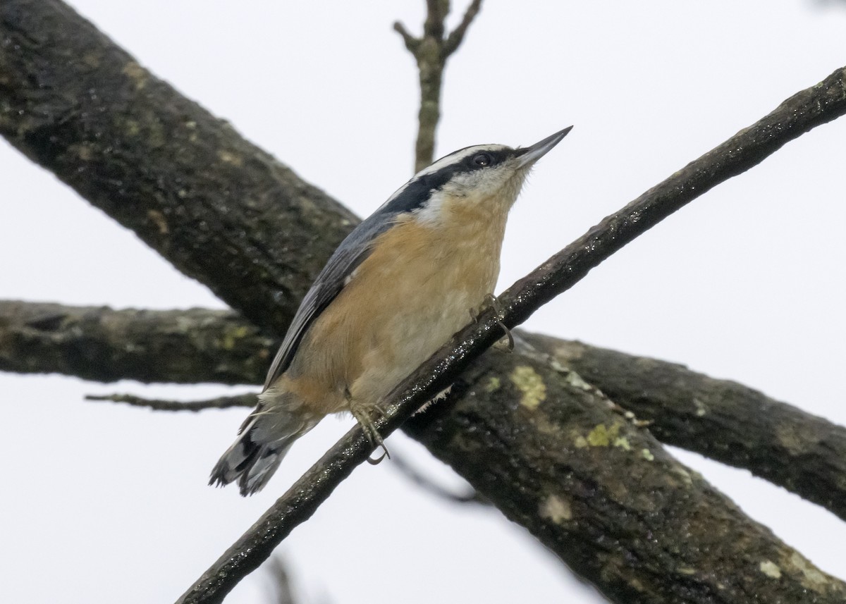 Red-breasted Nuthatch - ML196586601