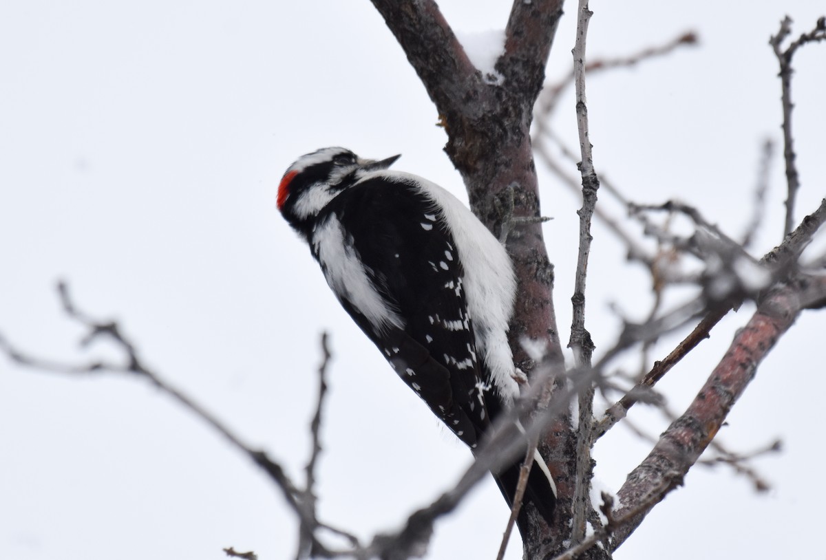 Downy Woodpecker (Rocky Mts.) - ML196587621