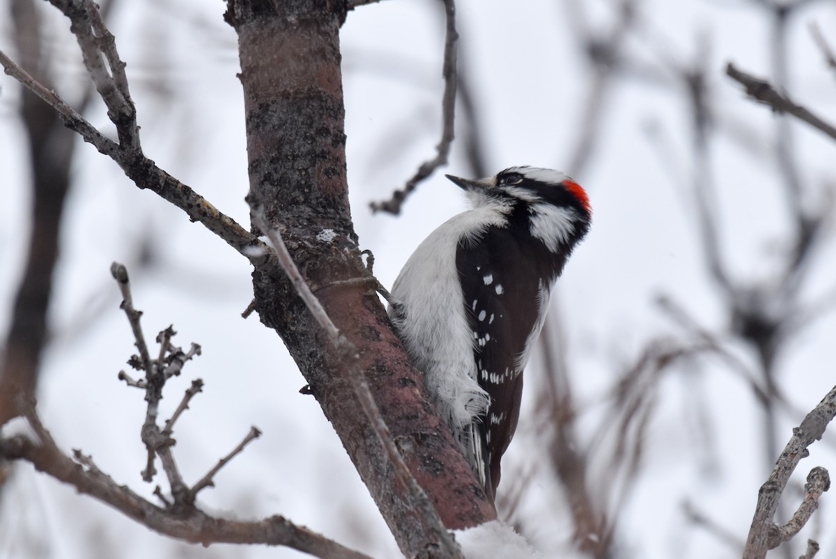 Downy Woodpecker (Rocky Mts.) - ML196587731
