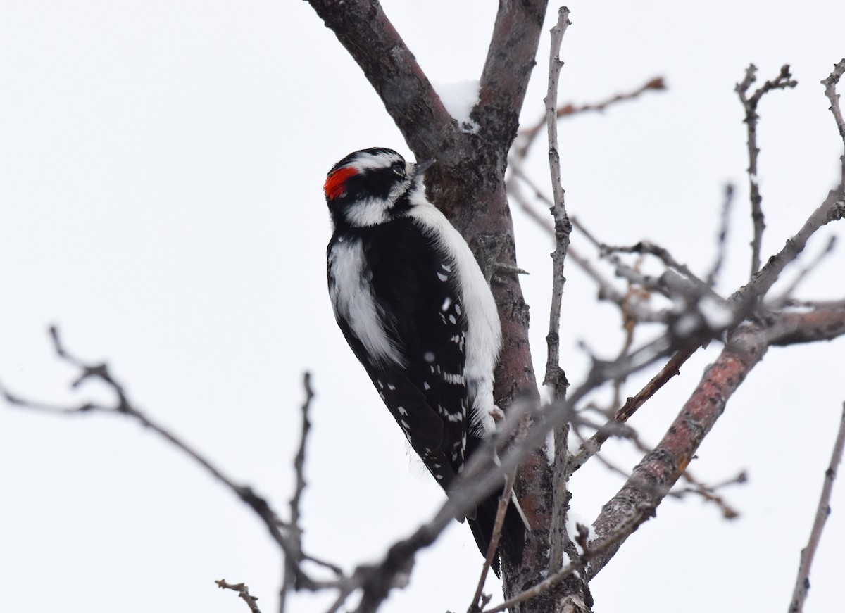 Downy Woodpecker (Rocky Mts.) - ML196587901