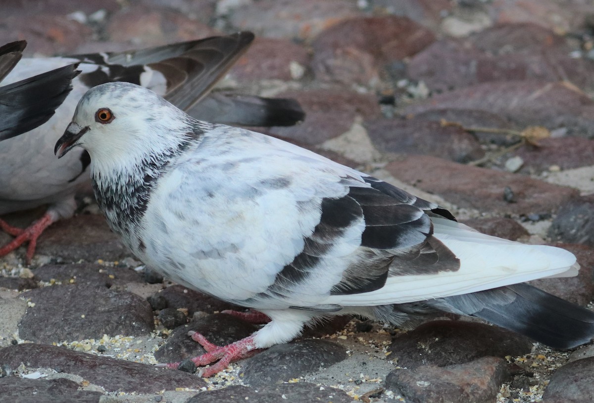 Rock Pigeon (Feral Pigeon) - ML196593231