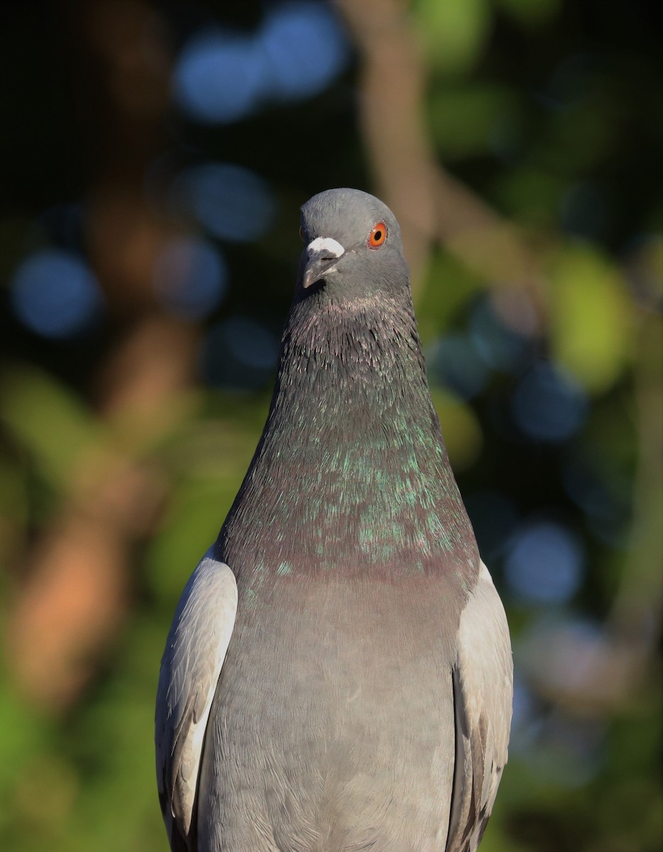 Rock Pigeon (Feral Pigeon) - ML196593251