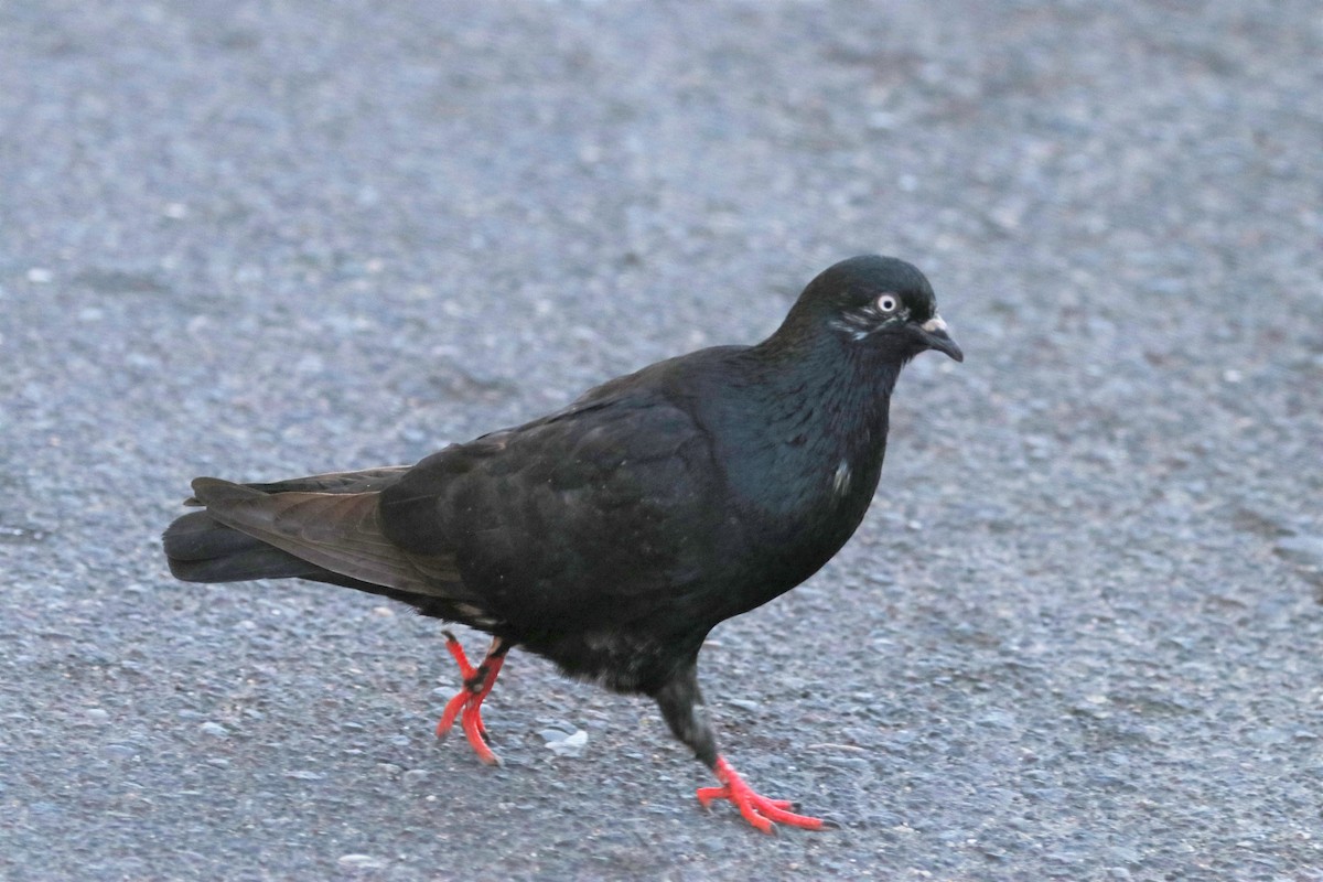 Rock Pigeon (Feral Pigeon) - ML196593331