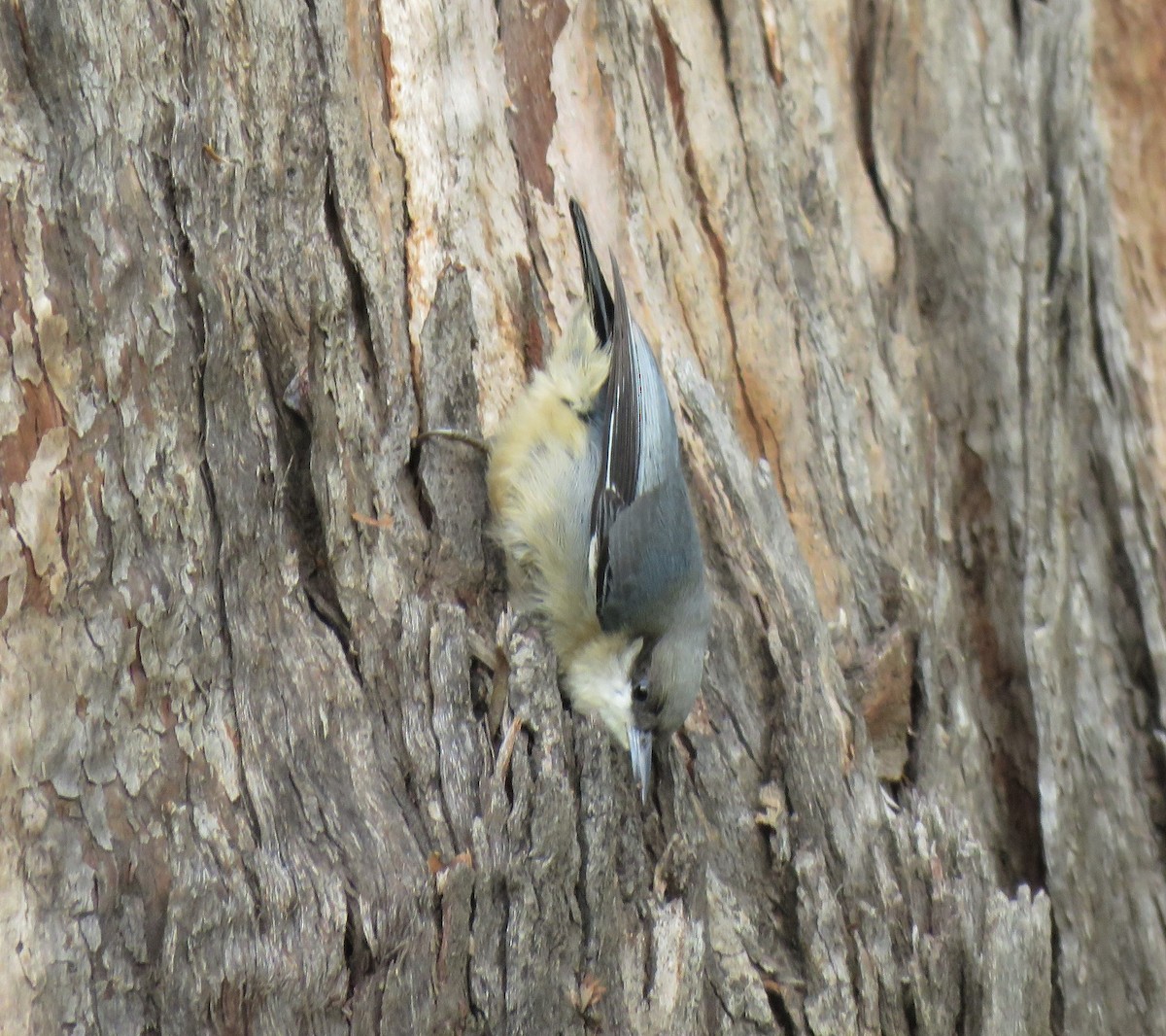 Pygmy Nuthatch - Chris O'Connell