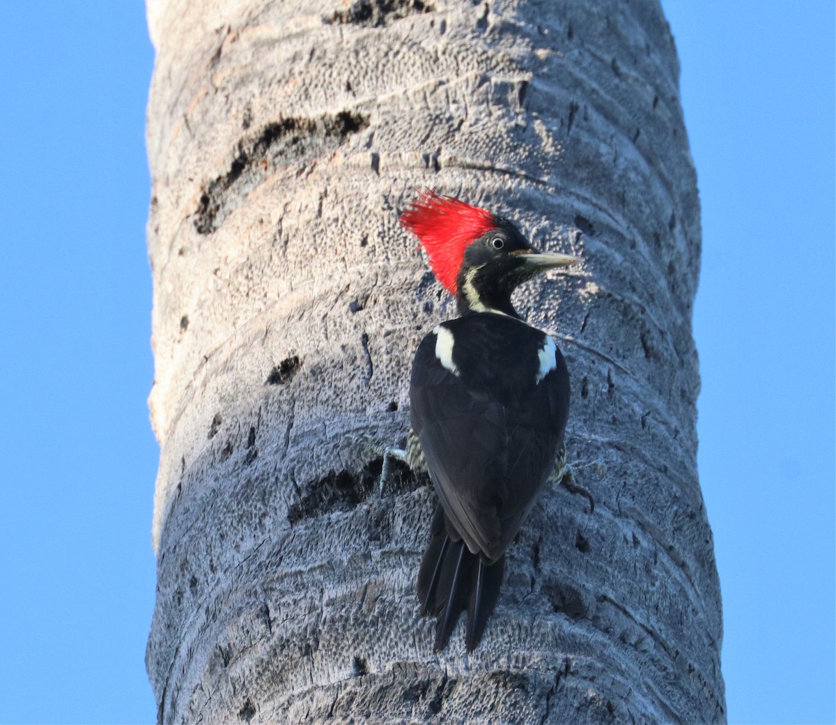 Lineated Woodpecker - Chuck Gates