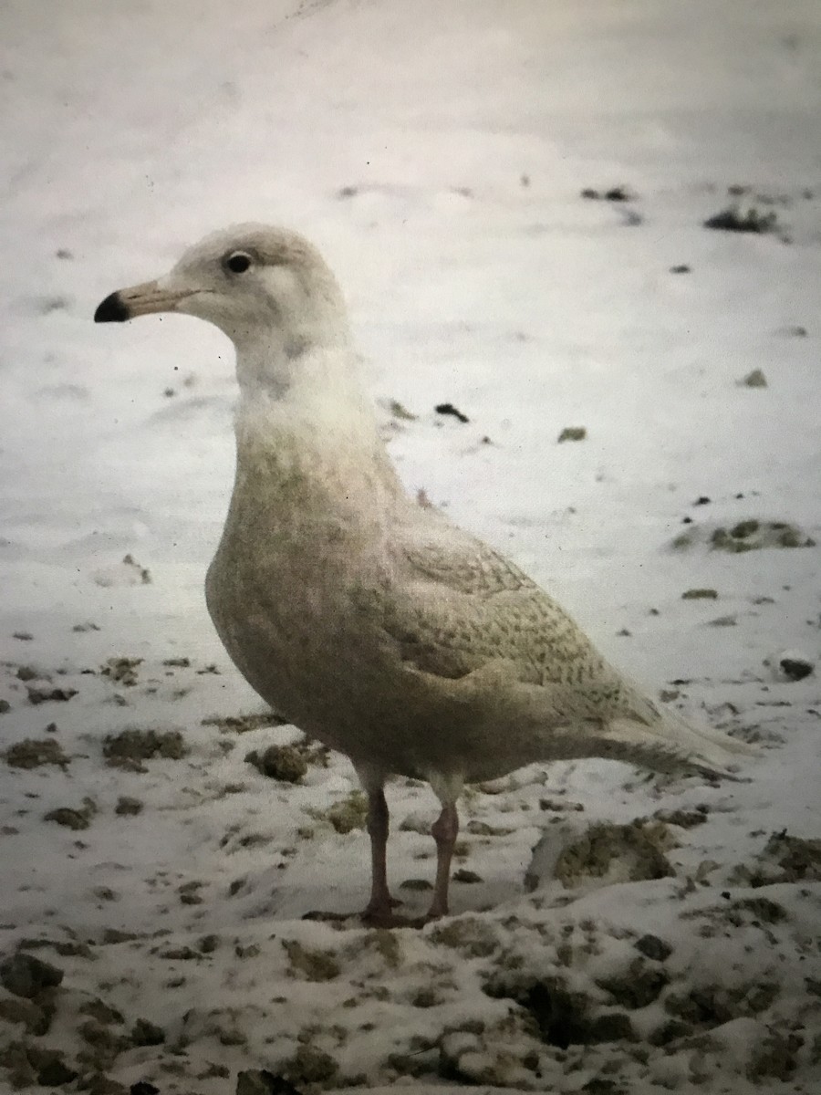 Glaucous Gull - Pete Fisher