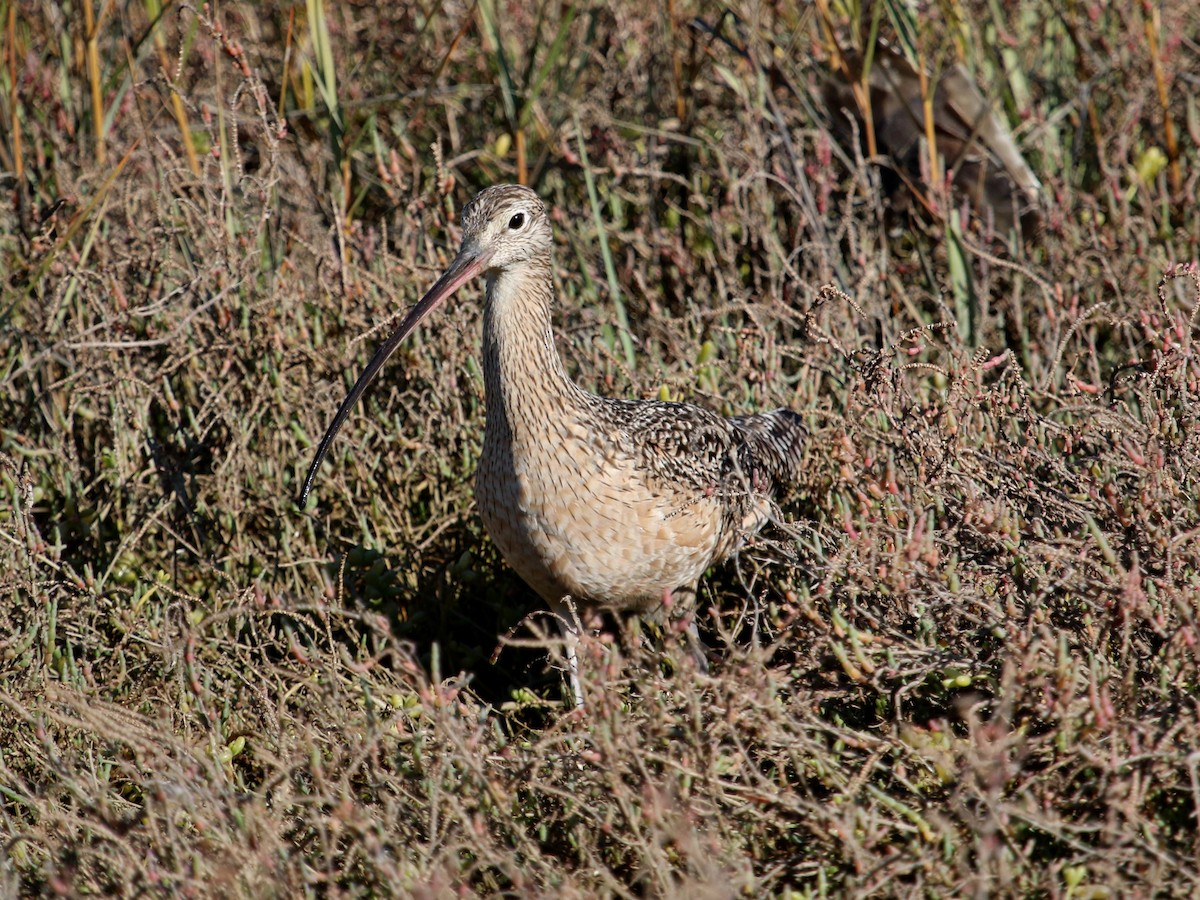 Long-billed Curlew - ML196602491