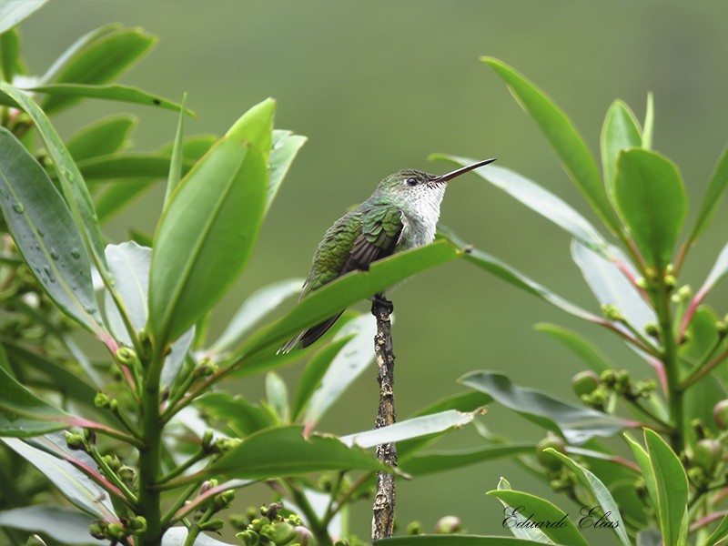 White-bellied Hummingbird - Eduardo  Elias Nuñez