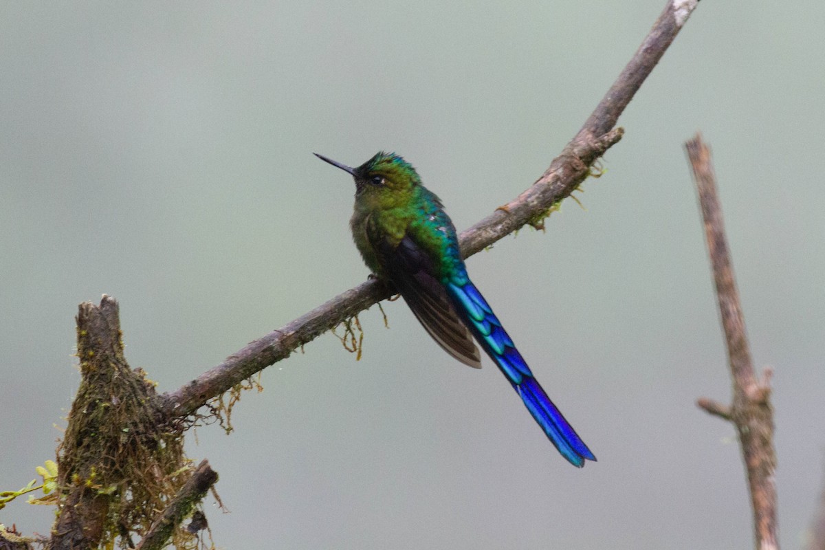 Violet-tailed Sylph - ML196603891
