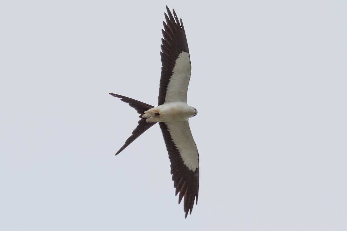 Swallow-tailed Kite - ML196604121