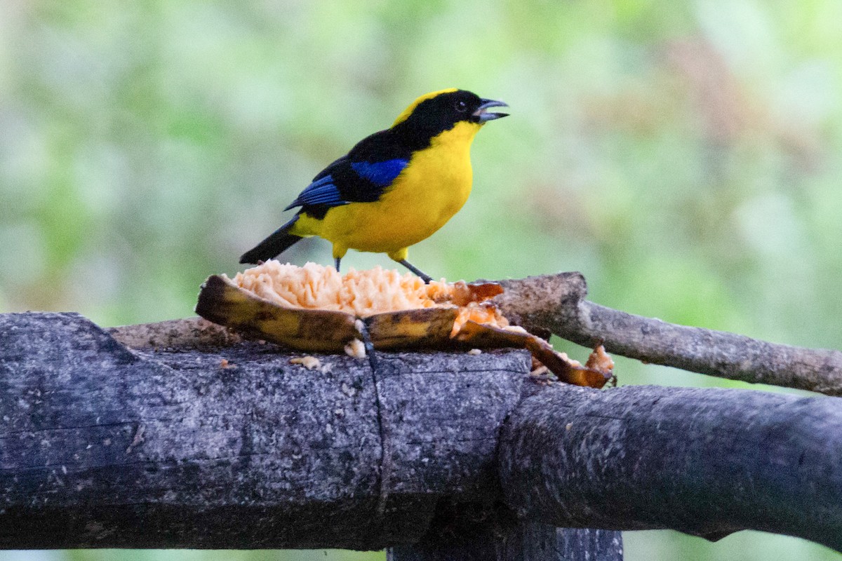 Blue-winged Mountain Tanager - ML196604211
