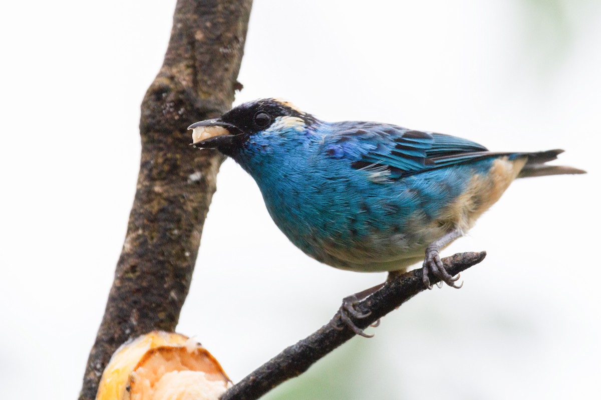 Golden-naped Tanager - ML196604381