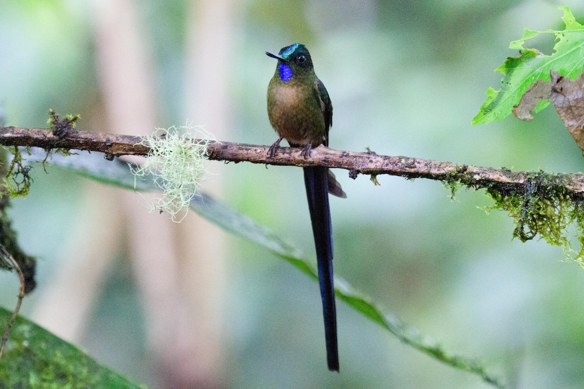 Violet-tailed Sylph - ML196604951