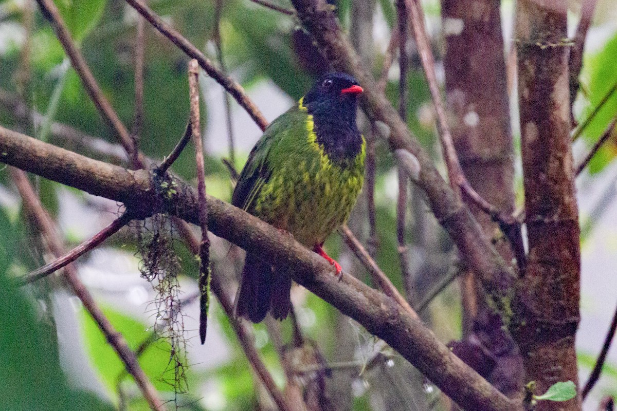 Green-and-black Fruiteater - ML196605271